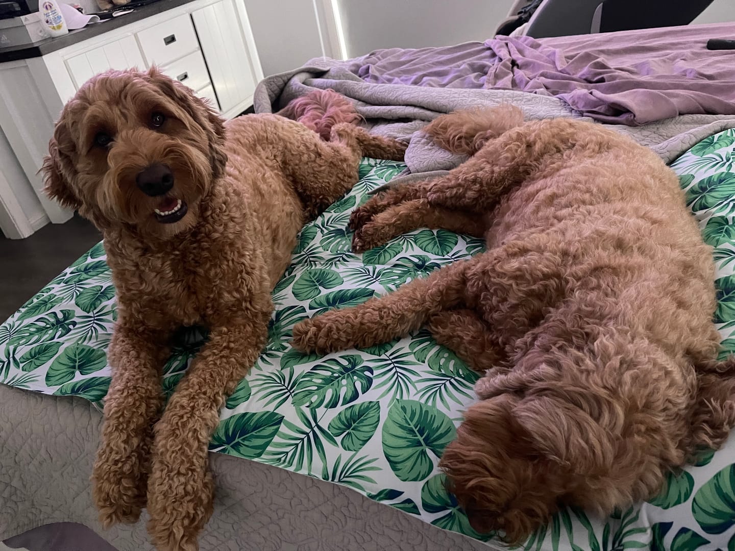 Customer photo review of PaWz Dog Summer Cooling Mat
