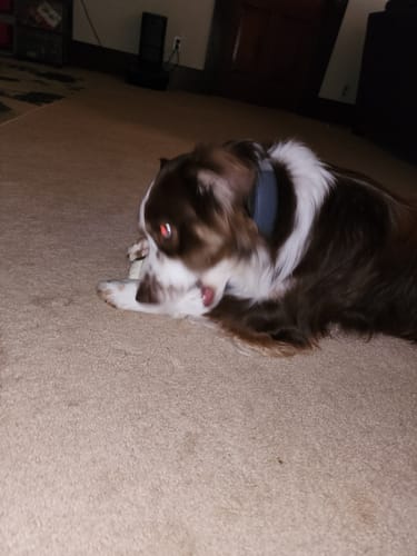 Customer photo review of 12 Inch Jumbo Bully Stick