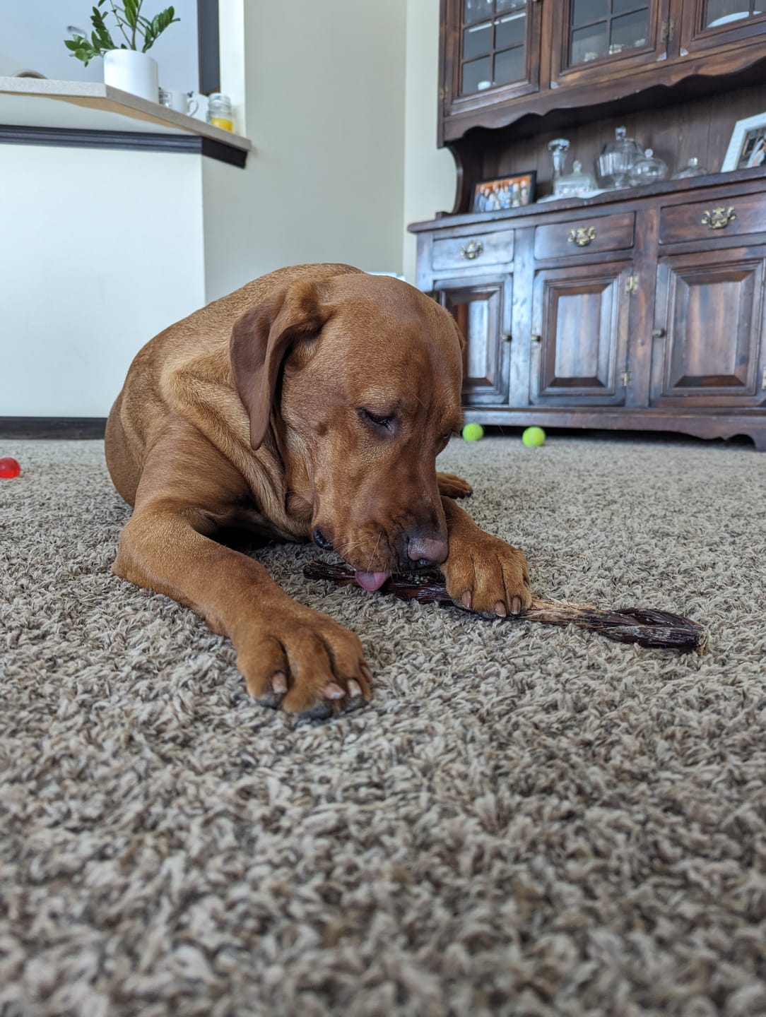 Customer photo review of 12 Inch Braided Jerky Stick