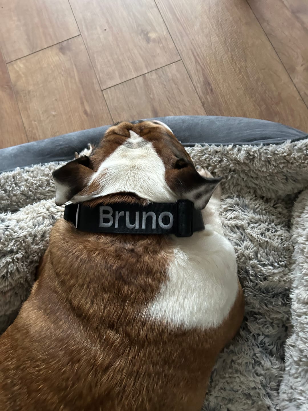 Customer photo review of 4cm Combat® Collar | With Handle & Rated Clip - Black v2.0