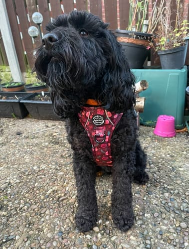 Customer photo review of Tough Trails™ Harness - Mable's Meadow