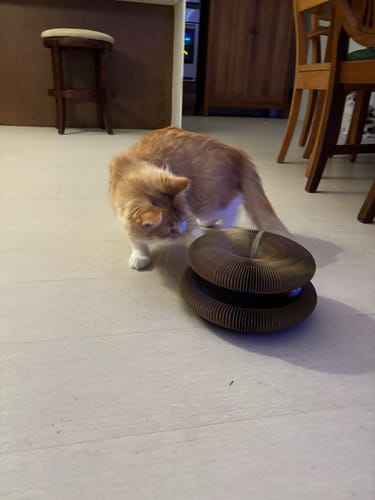 Customer photo review of The CatCordion