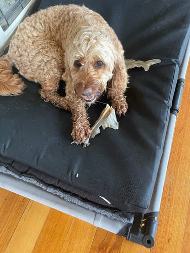 Customer photo review of Shark Tails (Assorted tails & tips)