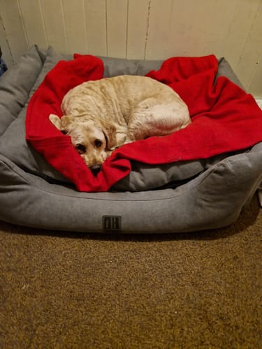 Customer photo review of The Slumber Tray Bed - Oxford Grey