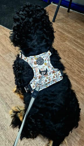 Customer photo review of Tough Trails™ Harness Lucky Dip