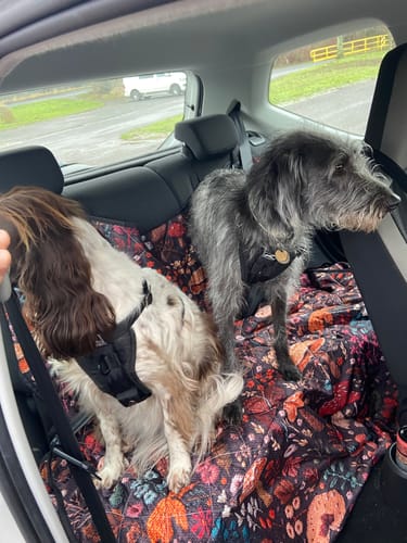 Customer photo review of Brown Mushrooms Dog Car Seat Covers