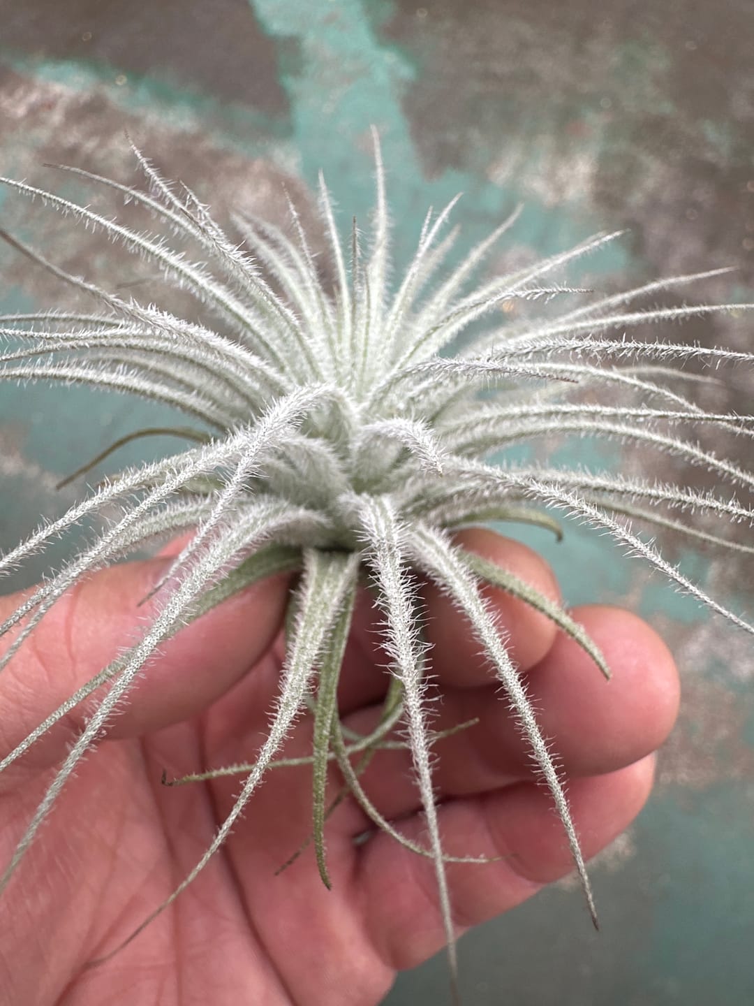 Customer photo review of Tectorum Ecuador  (AKA Snowball)