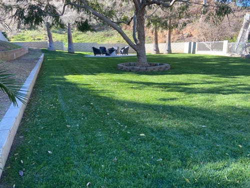 Customer photo review of GCI Turf Type Tall fescue Grass Seed