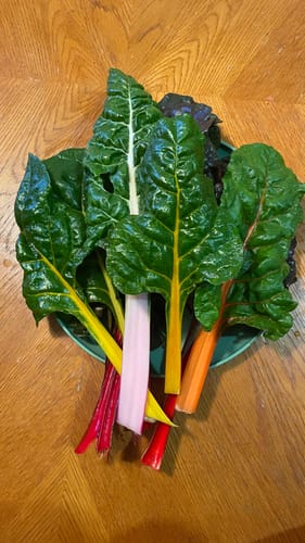 Customer photo review of Celebration Swiss Chard Seeds