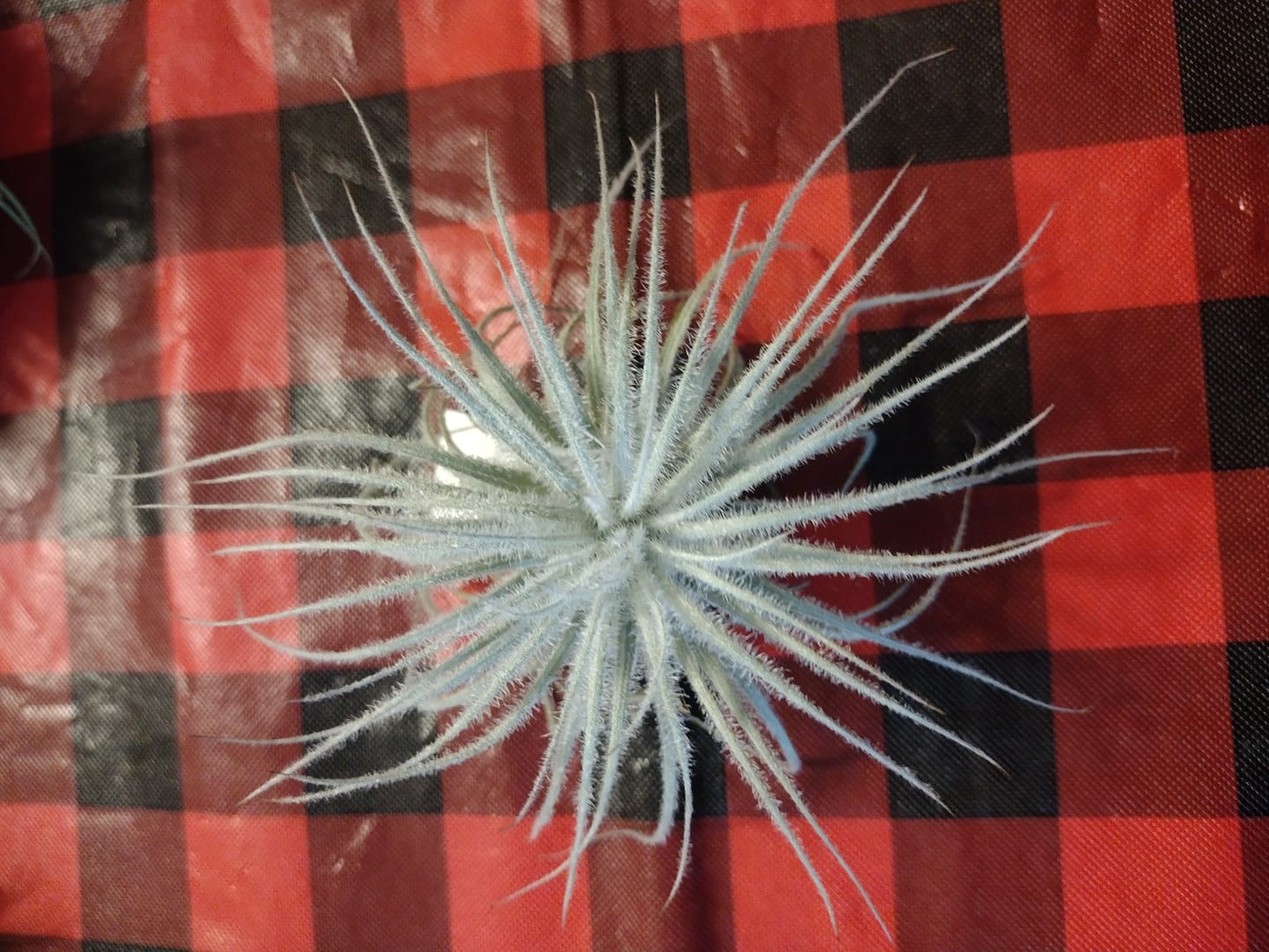 Customer photo review of Tectorum Ecuador  (AKA Snowball)