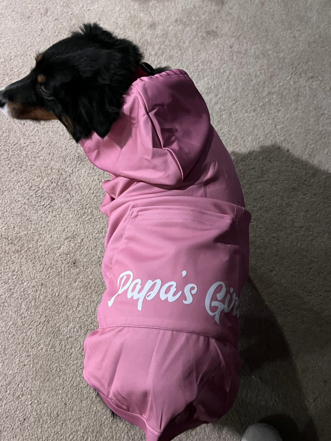 Customer photo review of Papa's Girl - Dog Hoodie