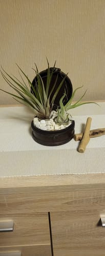 Customer photo review of Tillandsia caput medusae