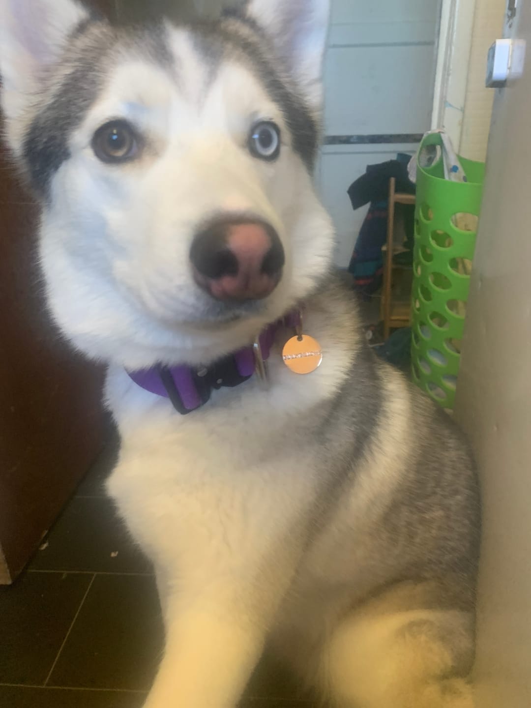 Customer photo review of ID Dog Tag - Rose Gold (With Gift Box)