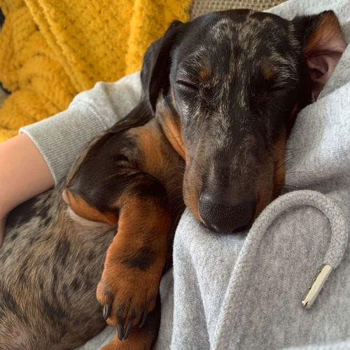 Customer photo review of Superfood Angus Beef with Carrot, Green Beans, Cauliflower, Tomato & Courgette (Small Kibble)