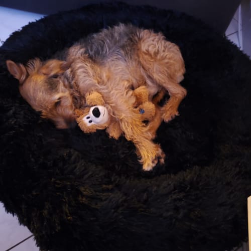 Customer photo review of Ersatzbezug 'Schwarz' Belune® (Kein Hundebett)