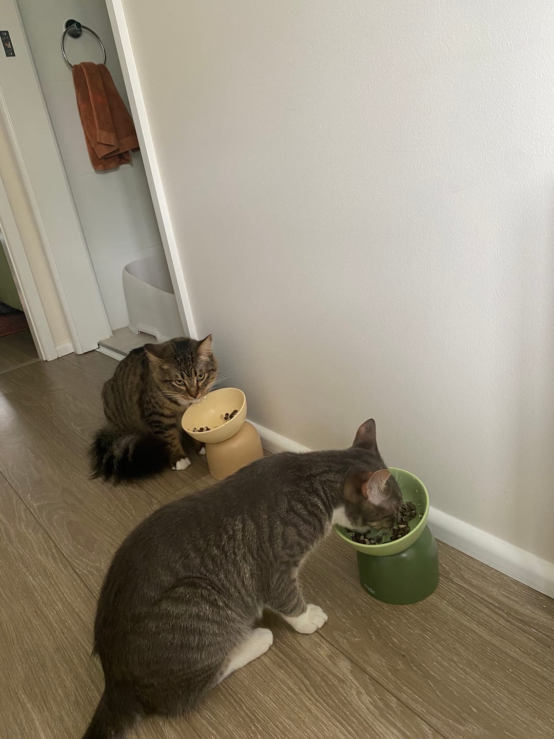 Customer photo review of Makesure Sugar Bean Ceramic Double Pet Bowls For Cat and Small Dogs