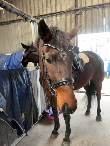 Customer photo review of Blue mint browband