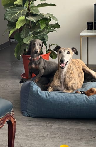 Customer photo review of Cama para perro modelo nido Kuapets azul jeans - negro