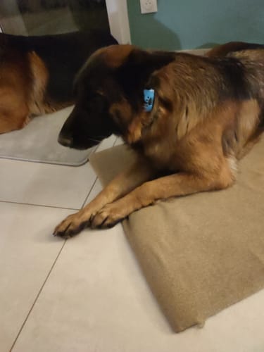 Customer photo review of Collier Anti Aboiement PuppySafe