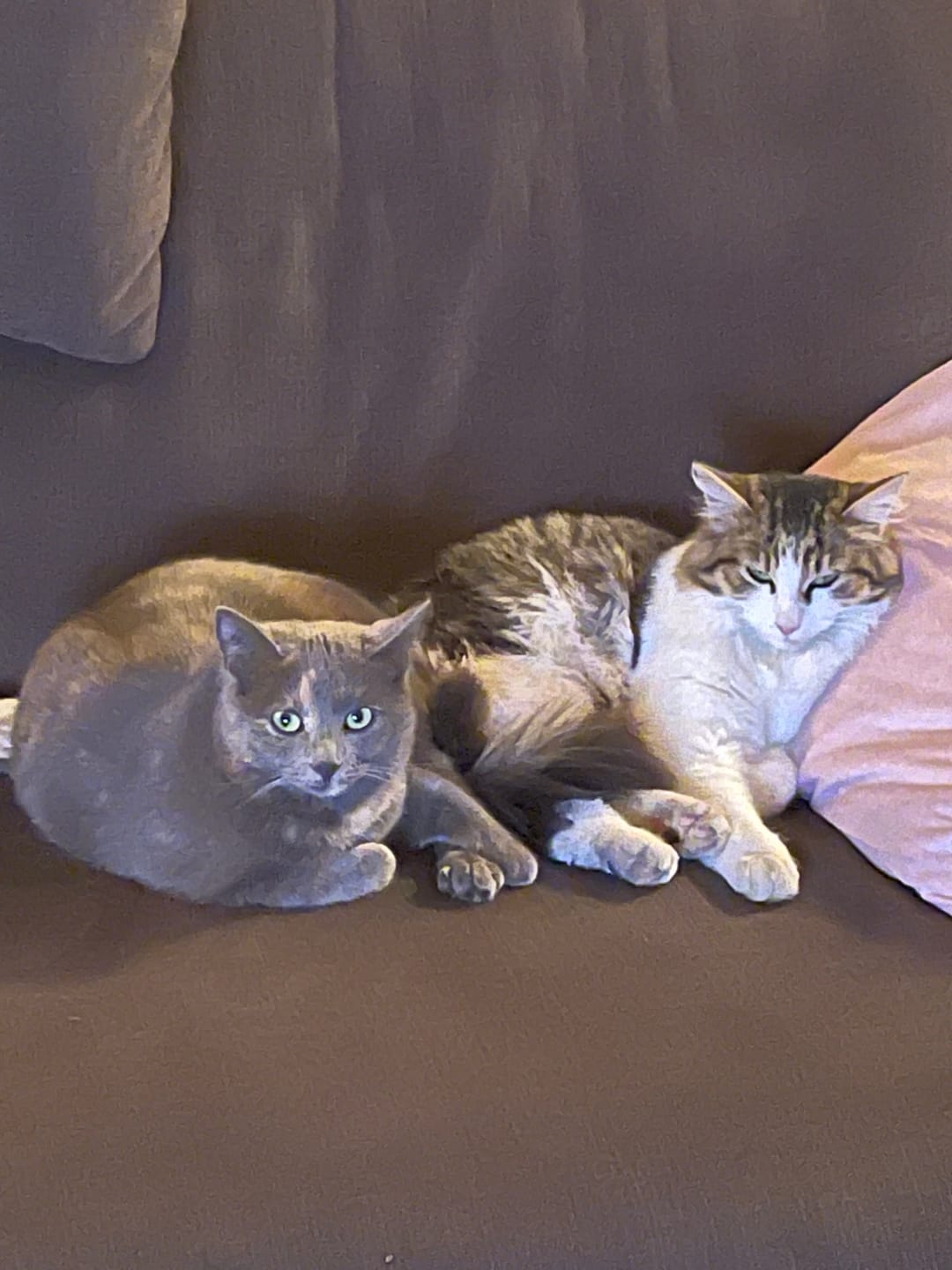 Customer photo review of Pâtées riches en volaille & aux courgettes (chat stérilisé et chat adulte)