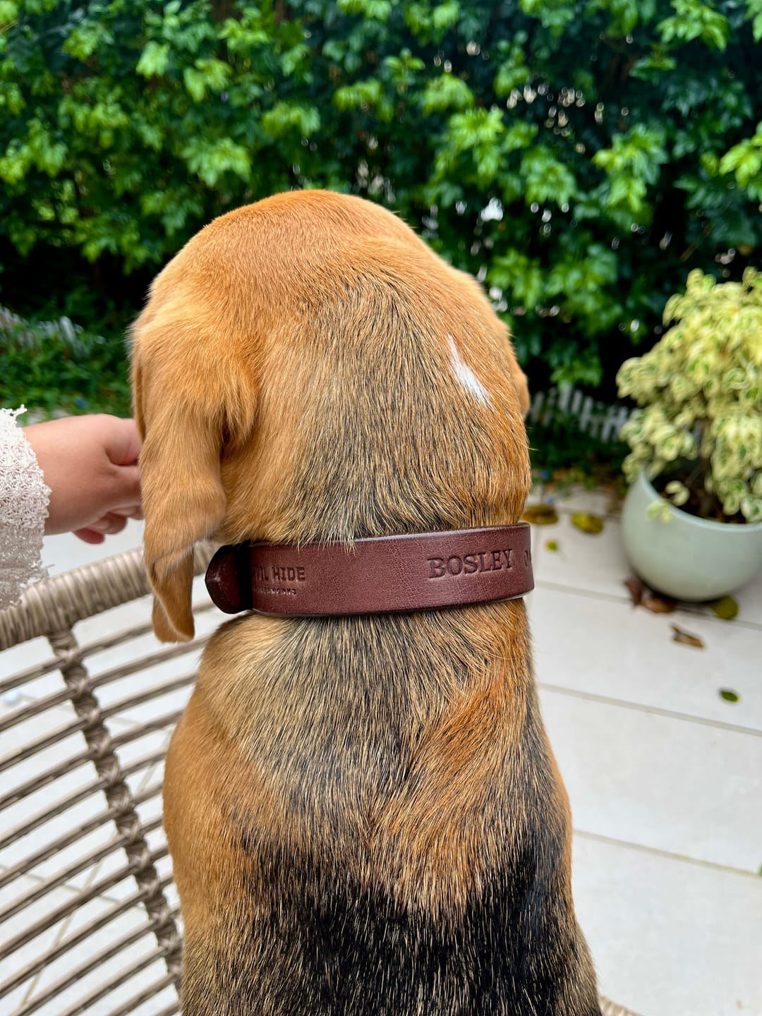 Customer photo review of Dog Collar