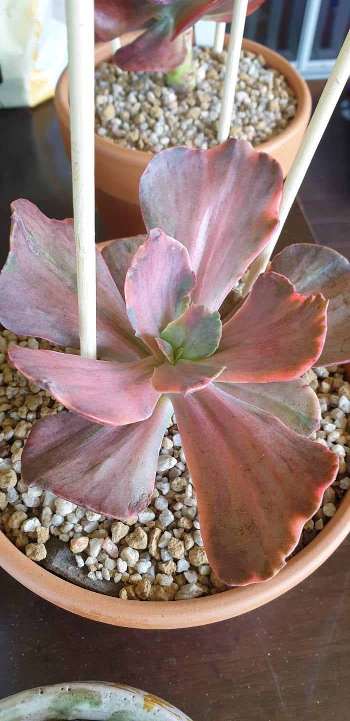 Customer photo review of Echeveria 'Red Phoenix' Variegated
