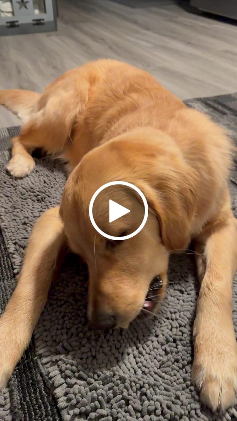 Customer video review of Himalayan Yak Cheese Chew Dog Treat