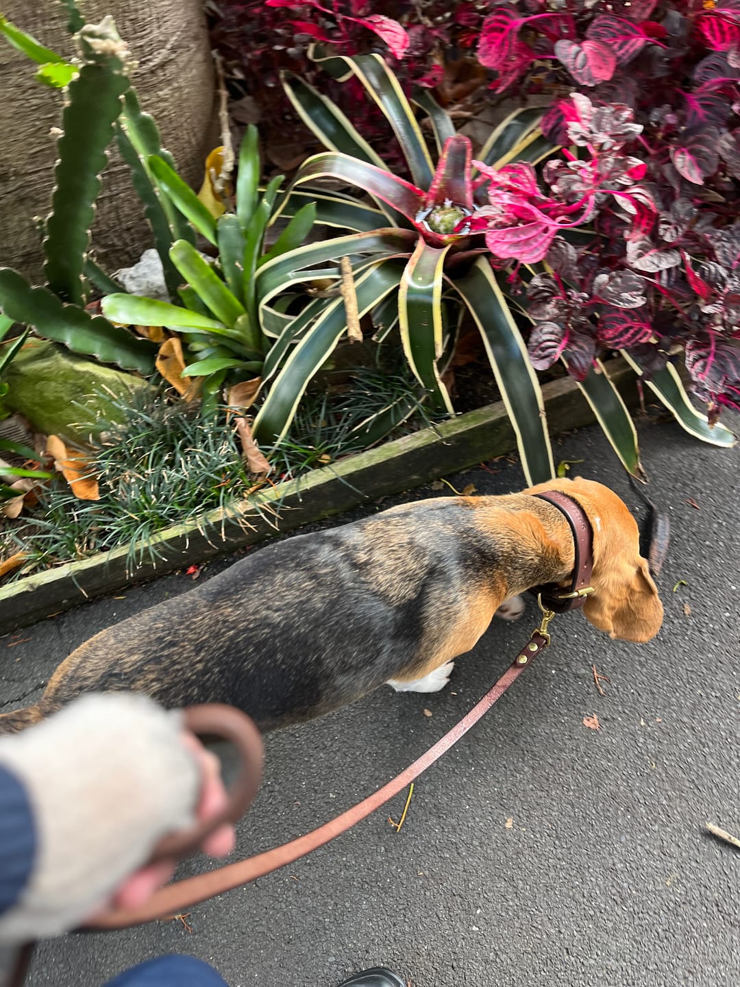 Customer photo review of Dog Lead