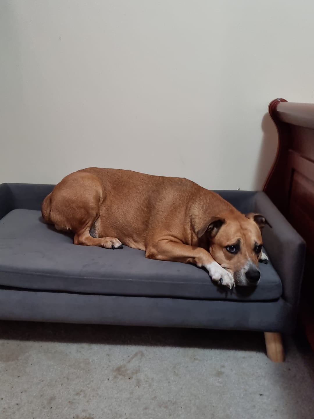 Customer photo review of PaWz Warm Soft Lounge Couch Chair Bed