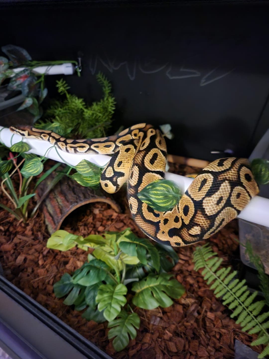 Customer photo review of 48"x24"x24" / 4'x2'x2' Premium PVC Reptile Enclosure