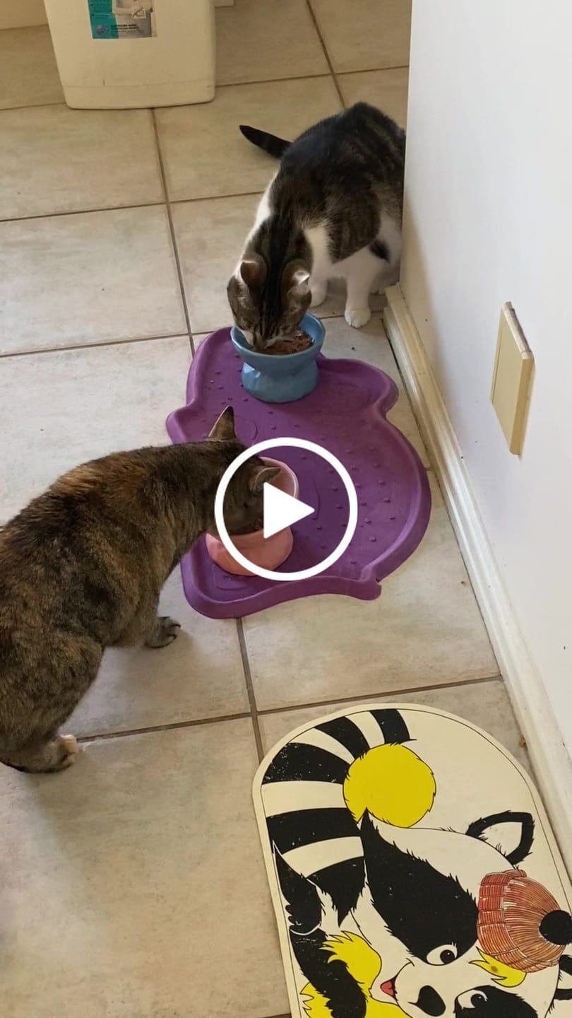 Customer video review of Tilting Ceramic Cat Bowls With Uneven Texture