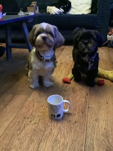 Customer photo review of Dear Dog Pawrent - Personalised mug