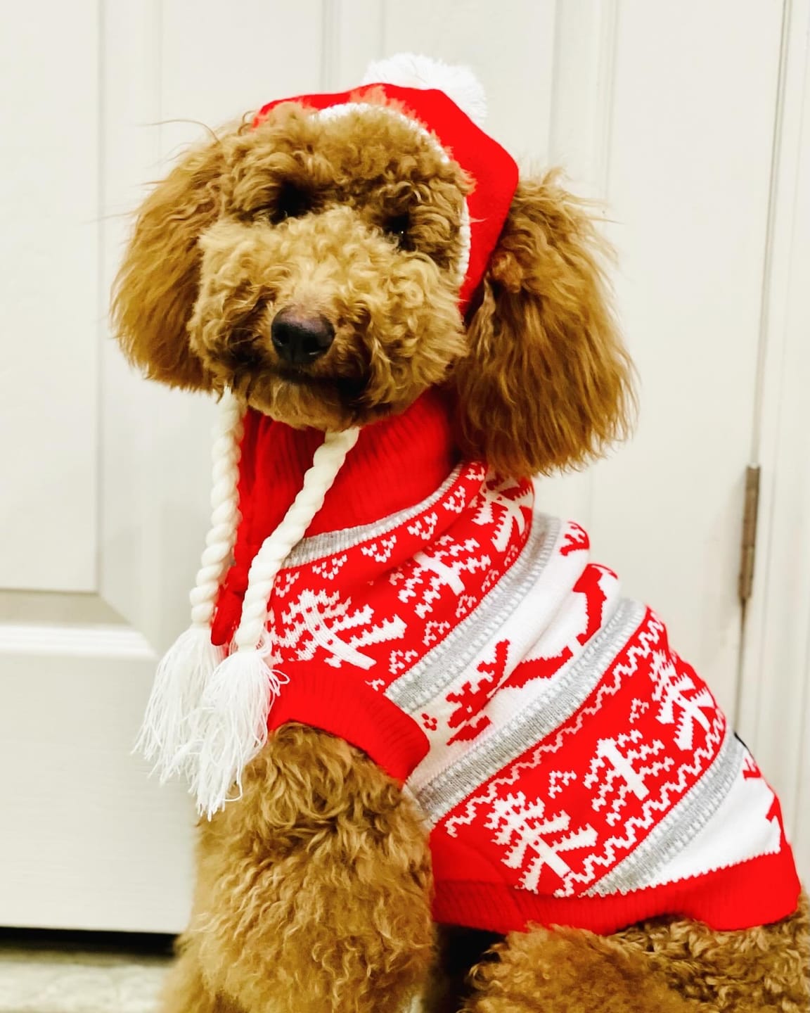 Customer photo review of Winter Christmas Wonderland Knit Dog Sweater