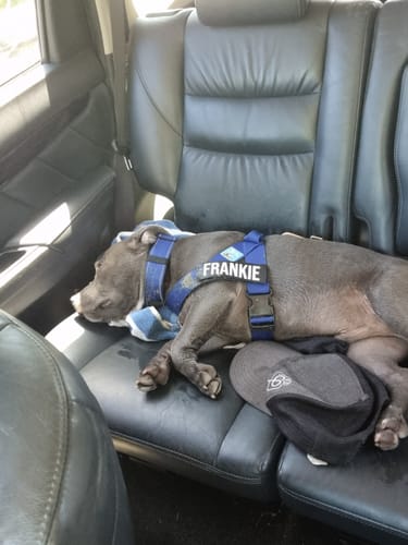 Customer photo review of Dog Lovers Pack