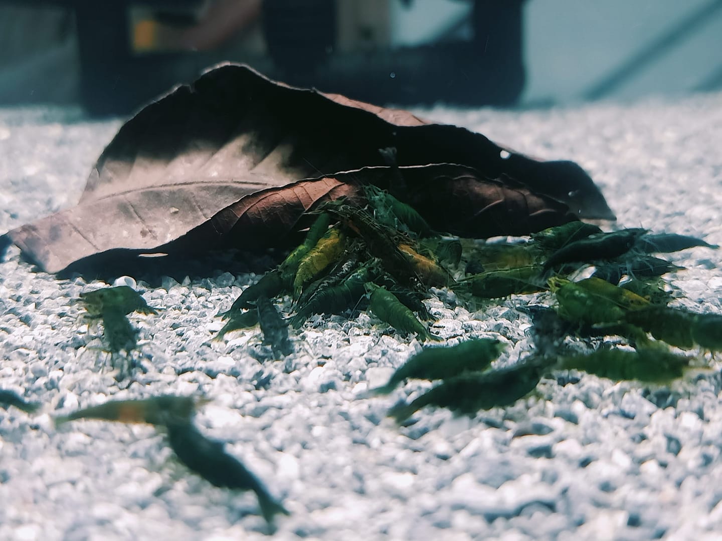 Customer photo review of Green Jade Neocaridina Shrimp