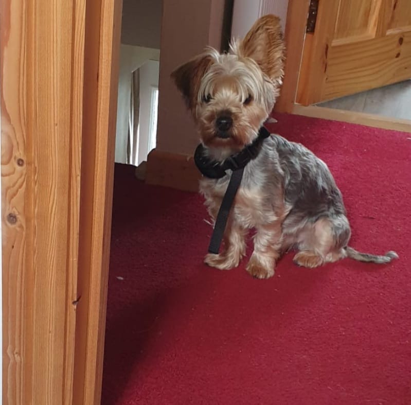 Customer photo review of Anti Bark Training Collar Ireland