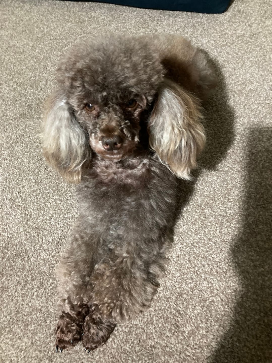 Customer photo review of Total Probiotic Tablets For Dogs