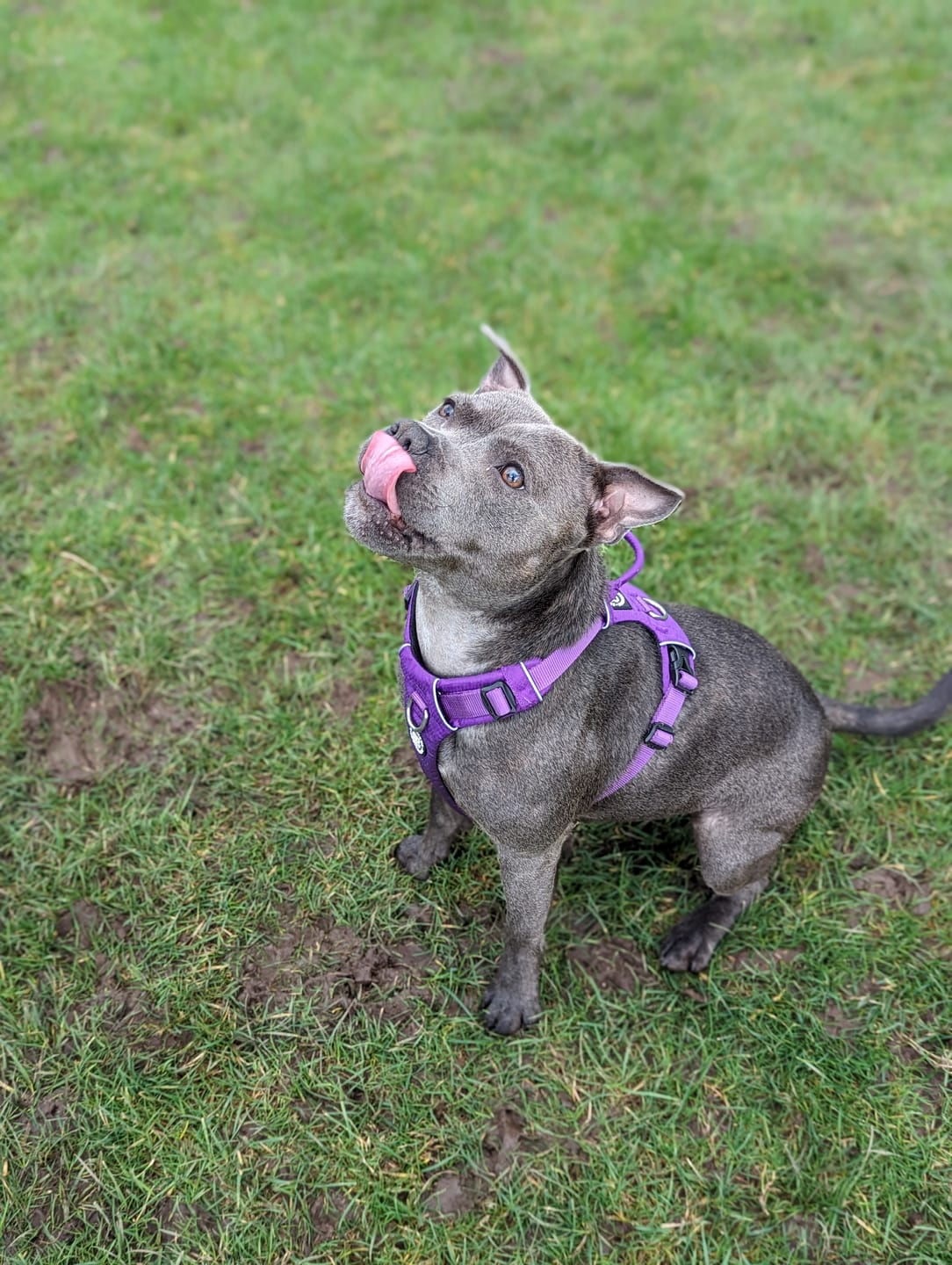 Customer photo review of Air Mesh Harness - Anti-Pull, With Handle, Non Restrictive & Adjustable - Purple