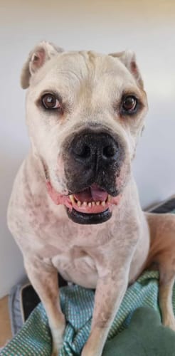 Customer photo review of DoggieBalm Paw & Nose