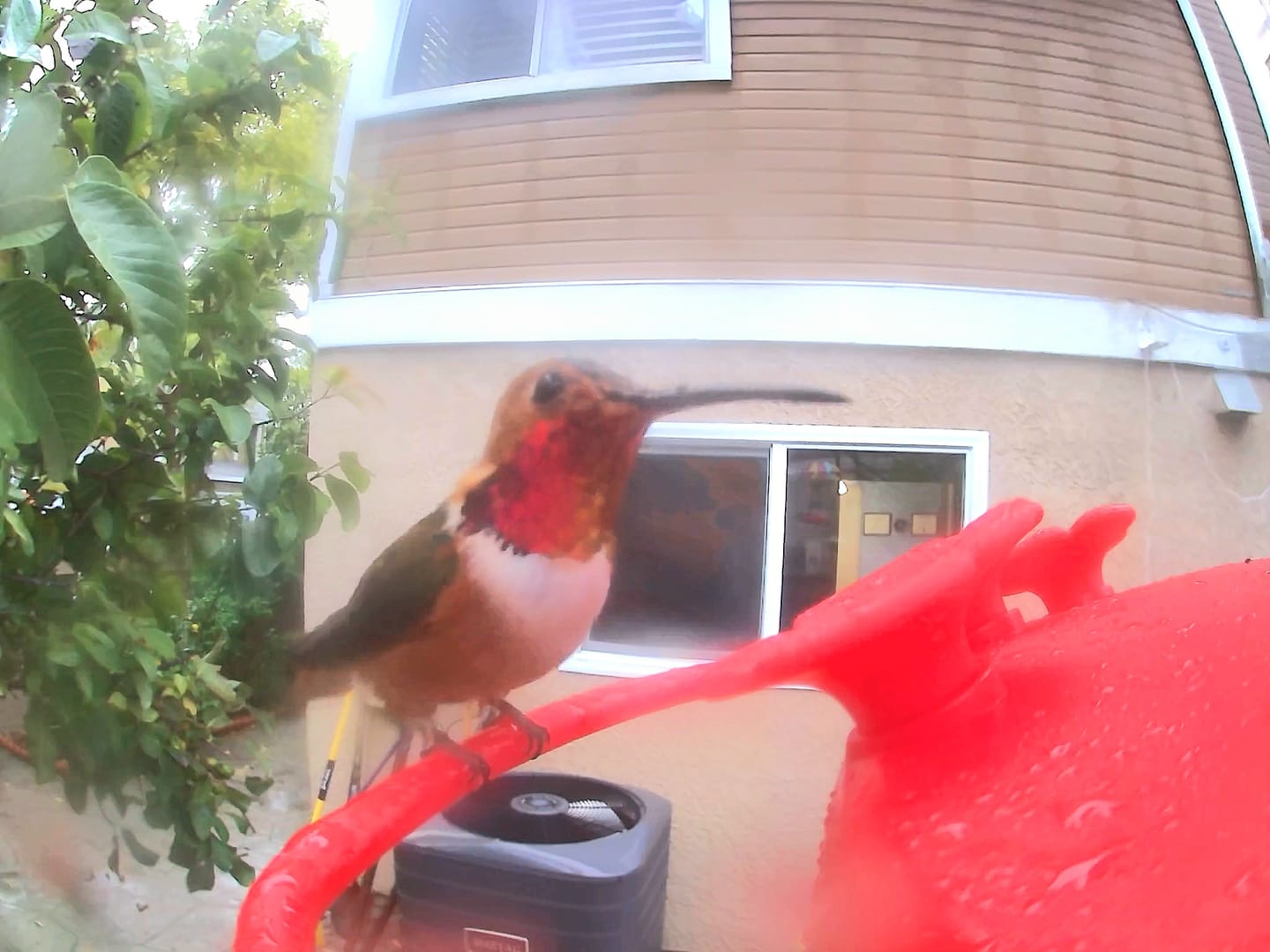 Customer photo review of Birdfy Hum Feeder - Hummingbird Feeder with Dual Camera