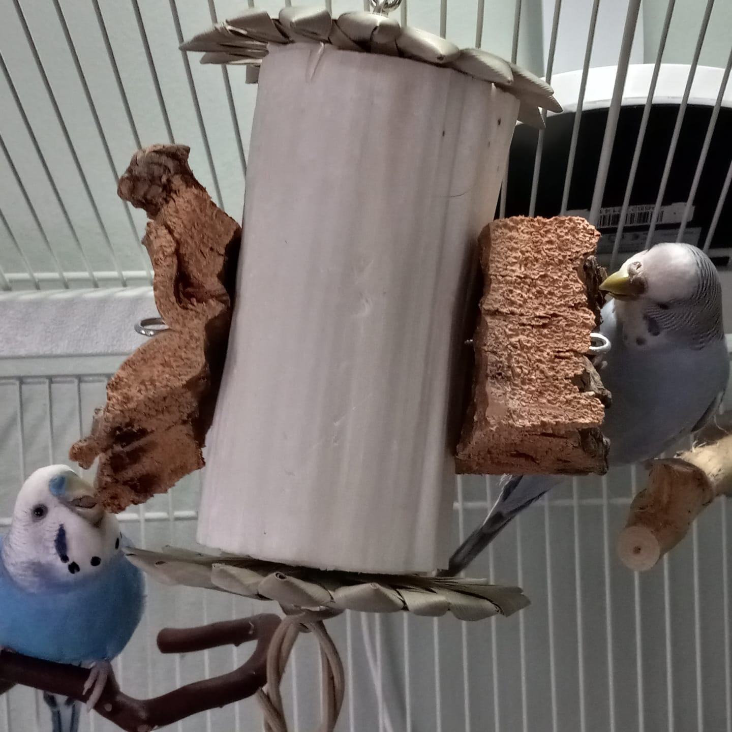 Customer photo review of Sola Roller by Cheep Thrills Bird Toys