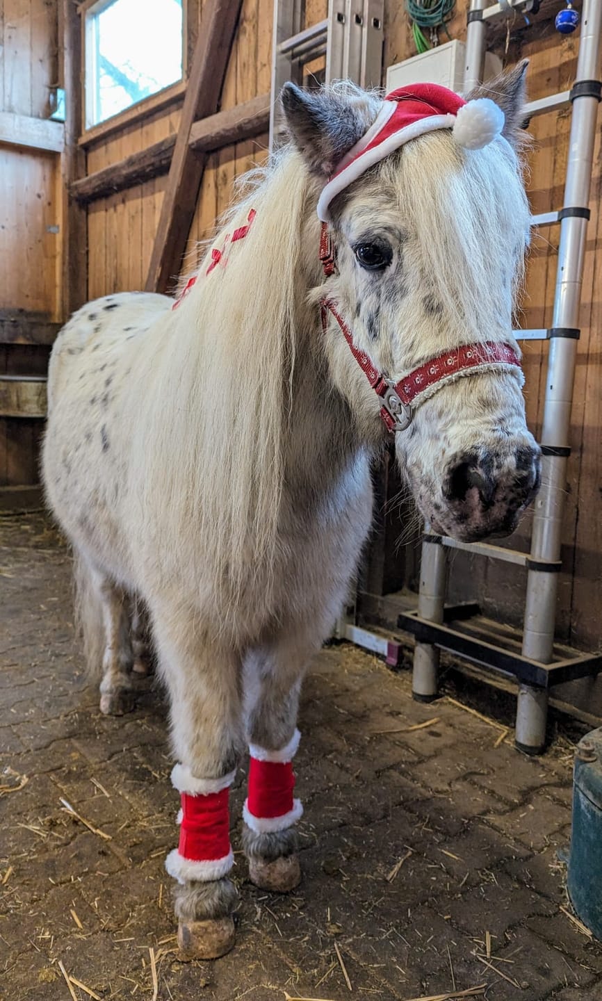 Customer photo review of Dein Pferd als Wasserfarben Portrait