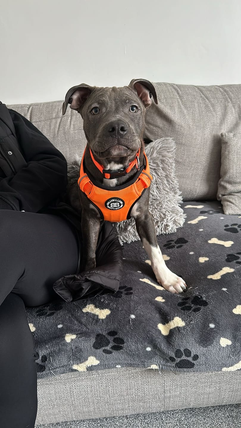 Customer photo review of Premium Comfort Harness | Non Restrictive & Adjustable - Orange v2.0