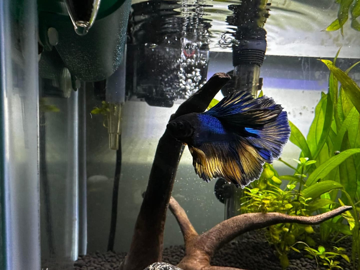 Customer photo review of Mustard Gas Blue Halfmoon Male Betta Fish