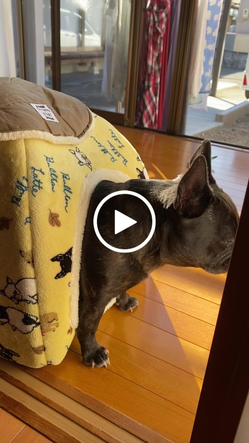 Customer video review of マイラ 犬のお散歩バッグ