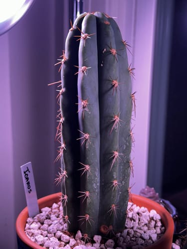 Customer photo review of Peruvian Torch Cactus | Trichocereus peruvianus | Echinopsis peruviana