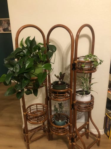 Customer photo review of Houseplant Insecticide w/ Neem