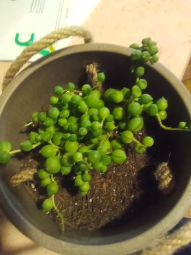 Customer photo review of String of Pearls | Senecio Rowleyanus