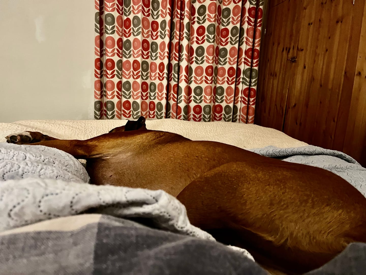 Customer photo review of Dog Gel