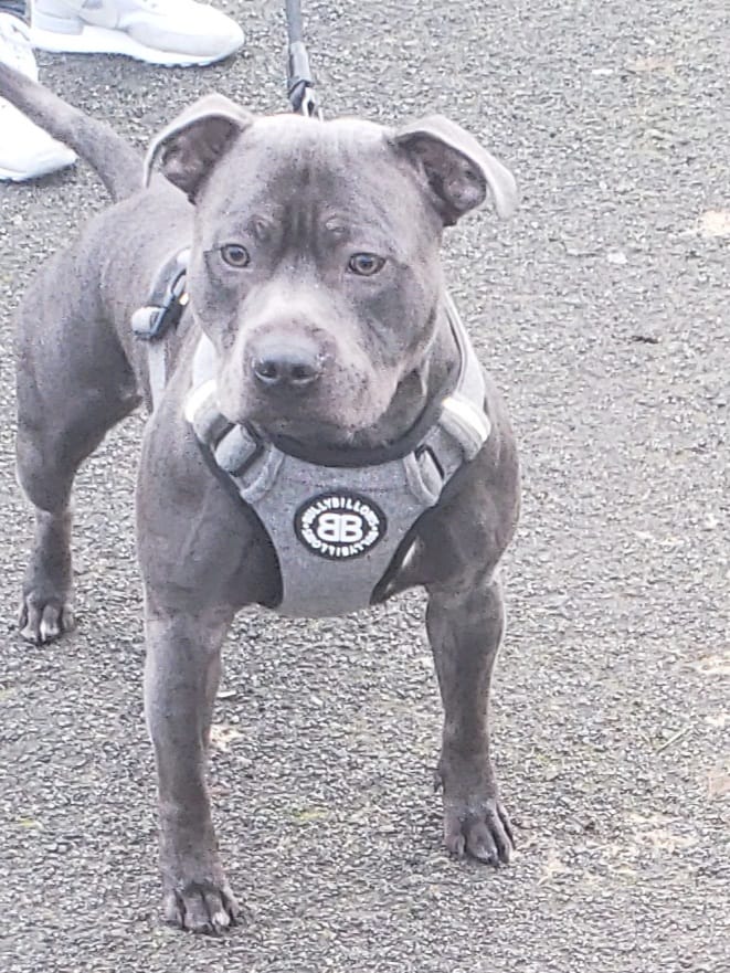Customer photo review of Premium Comfort Tweed Harness | Non Restrictive & Adjustable - Stone Grey